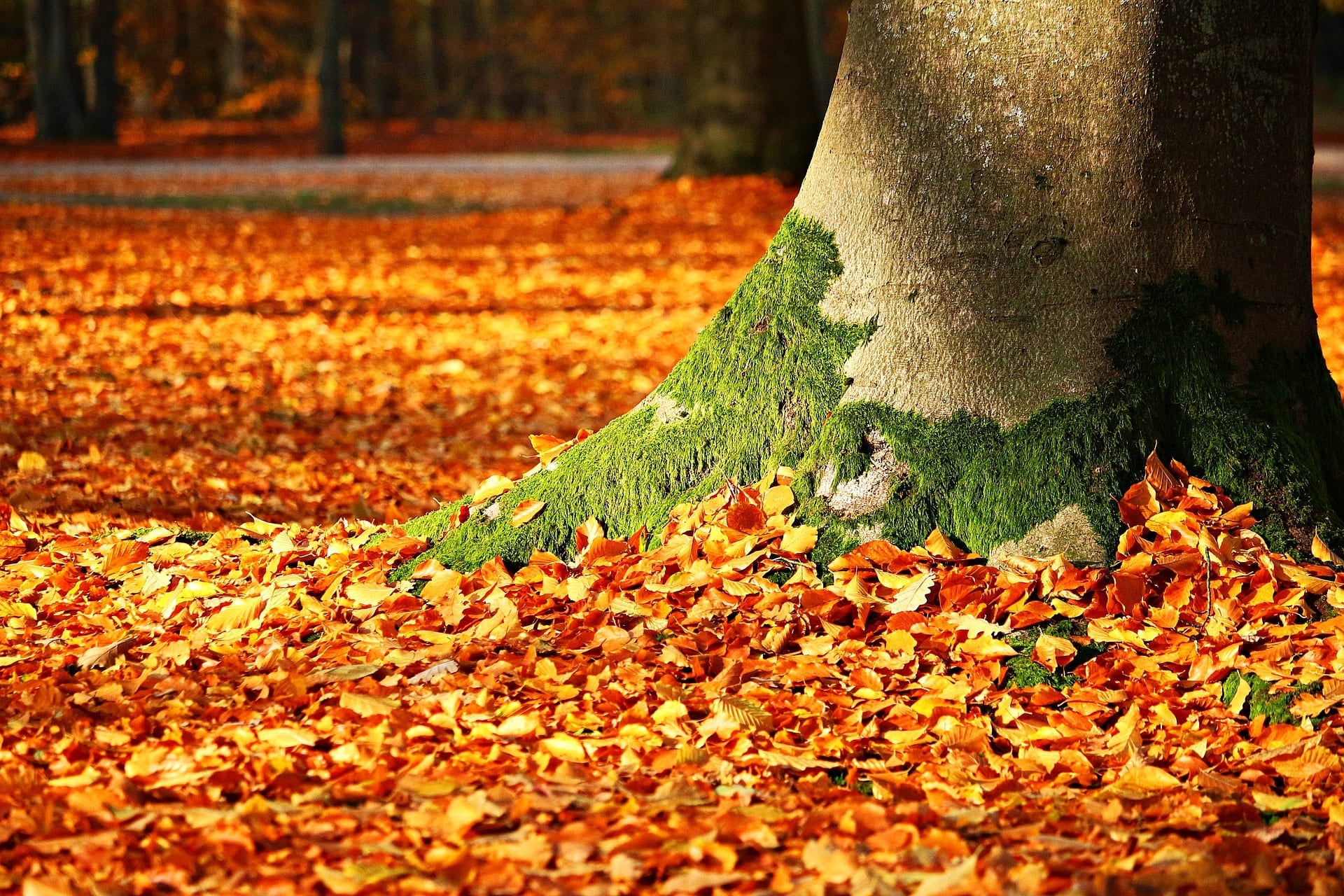 tips-for-a-healthy-winter-garden-in-australia-image